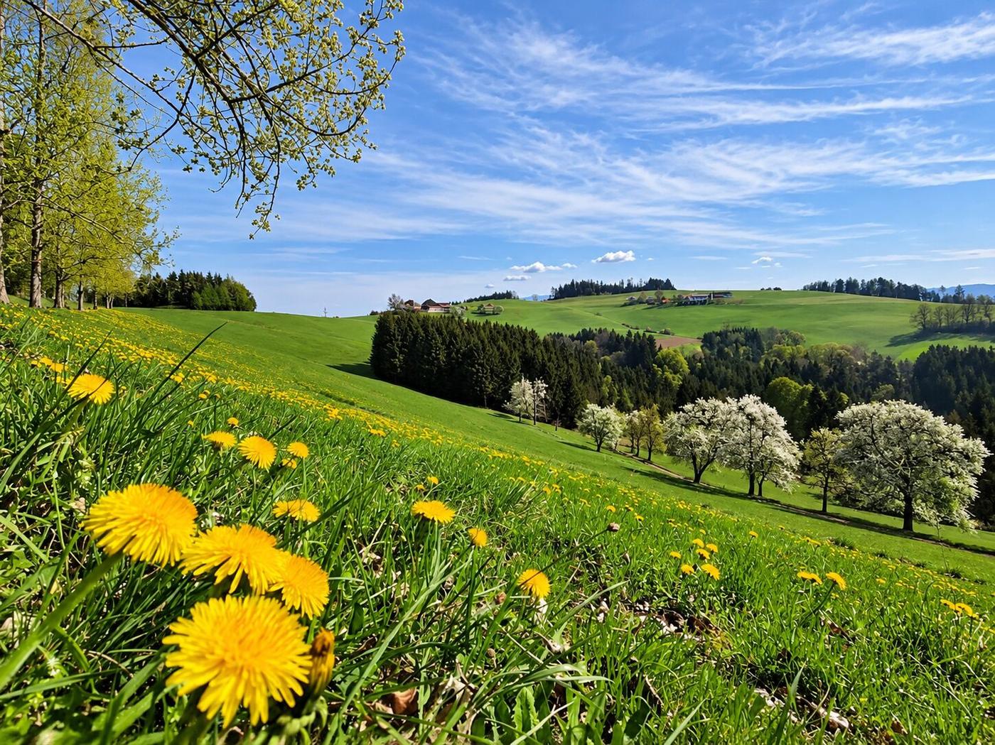 Cvetoč travnik spomladi
